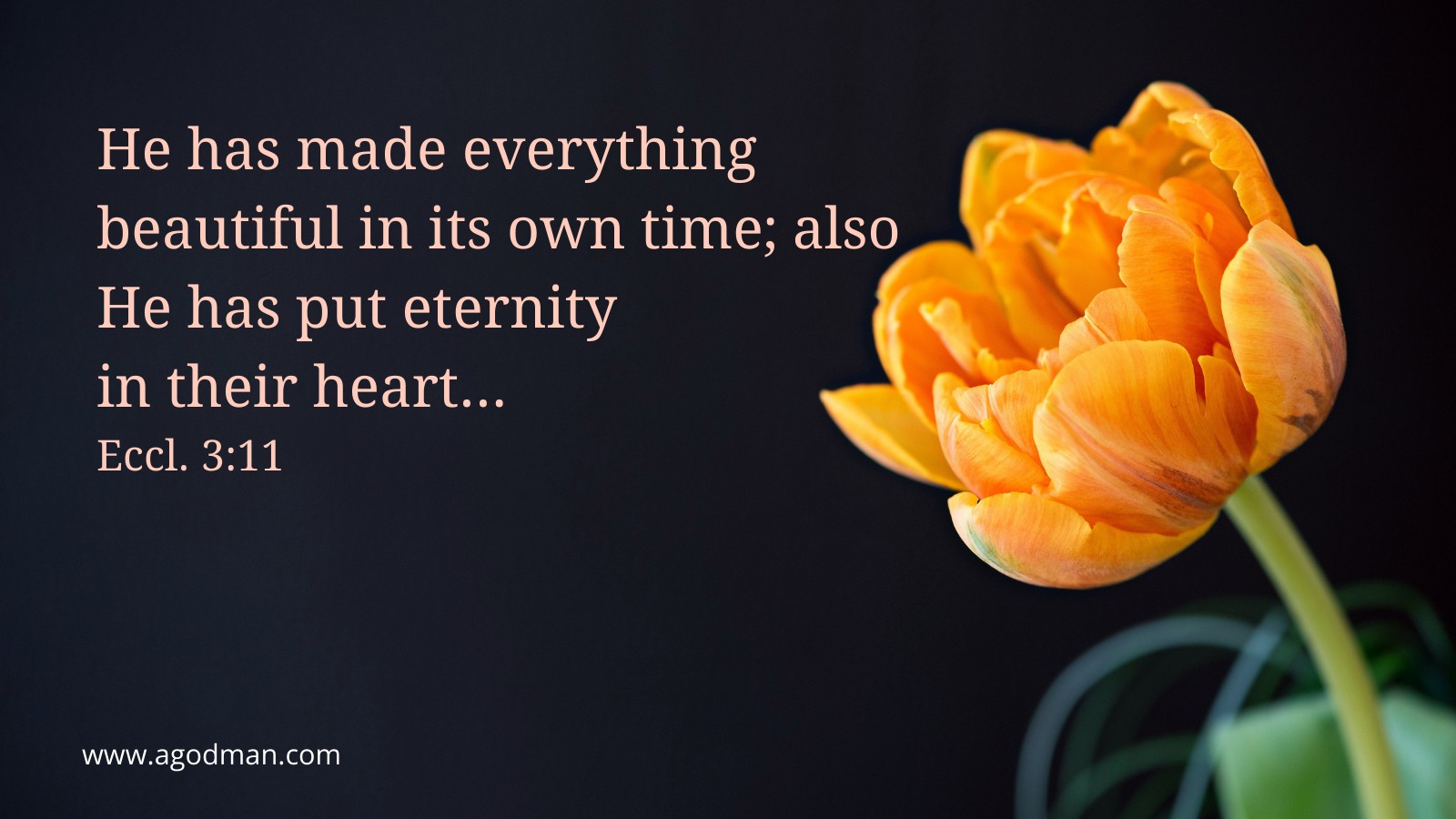 He has made everything beautiful in its own time; also He has put eternity in their heart... Eccl. 3:11