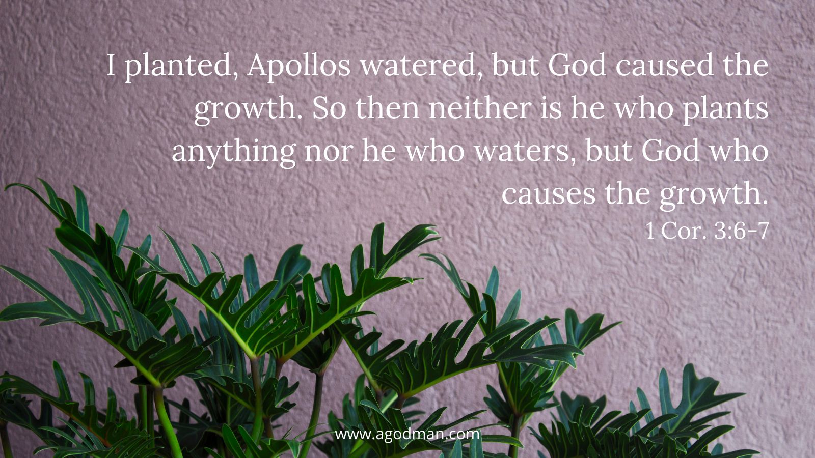 I planted, Apollos watered, but God caused the growth. So then neither is he who plants anything nor he who waters, but God who causes the growth. 1 Cor. 3:6-7