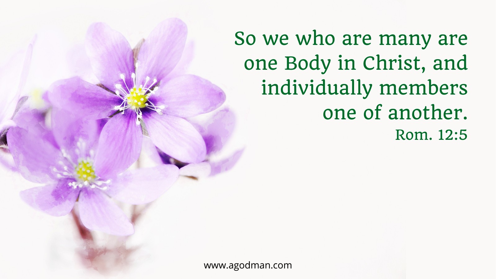 So we who are many are one Body in Christ, and individually members one of another. Rom. 12:5