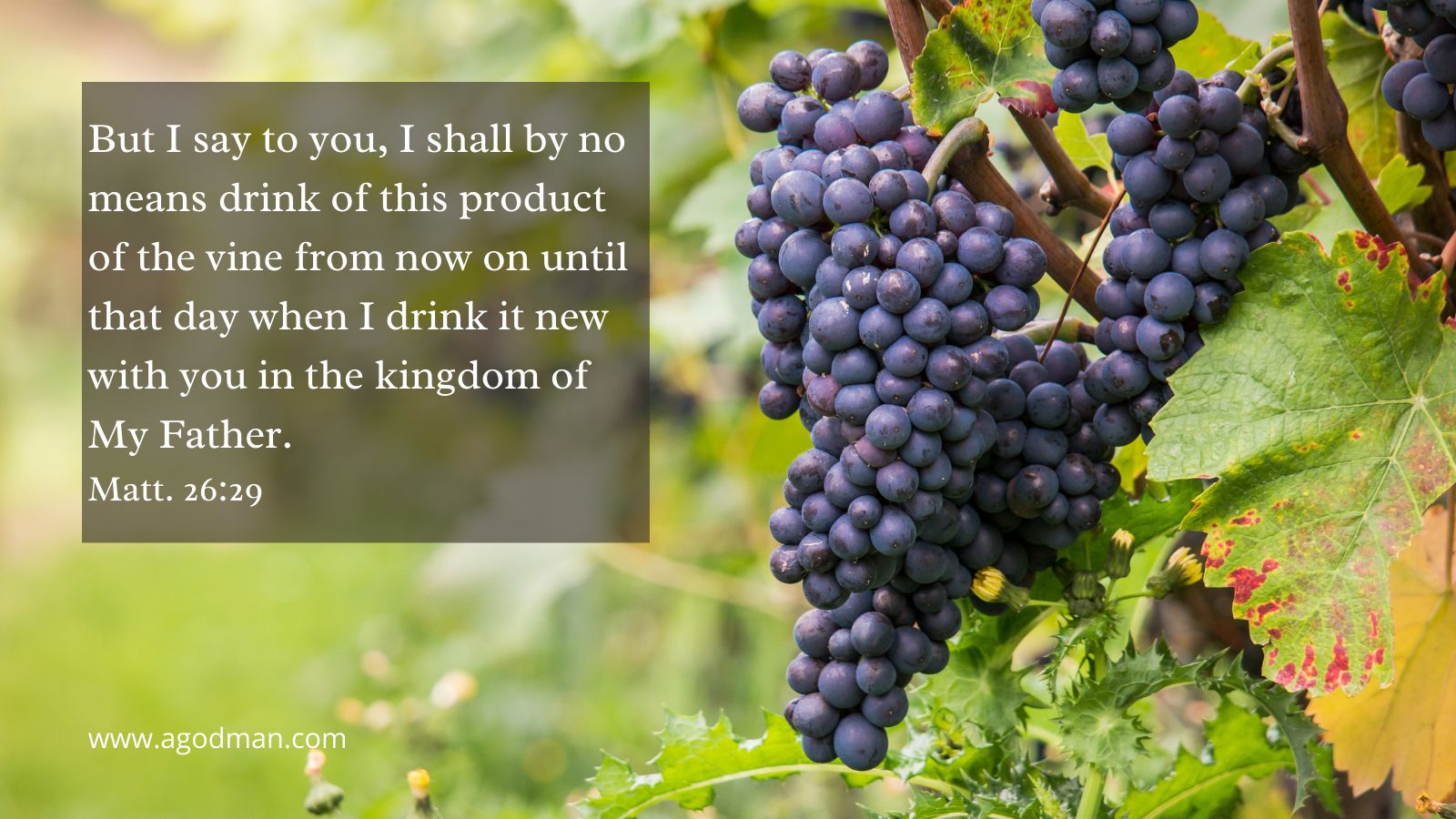 But I say to you, I shall by no means drink of this product of the vine from now on until that day when I drink it new with you in the kingdom of My Father. Matt. 26:29