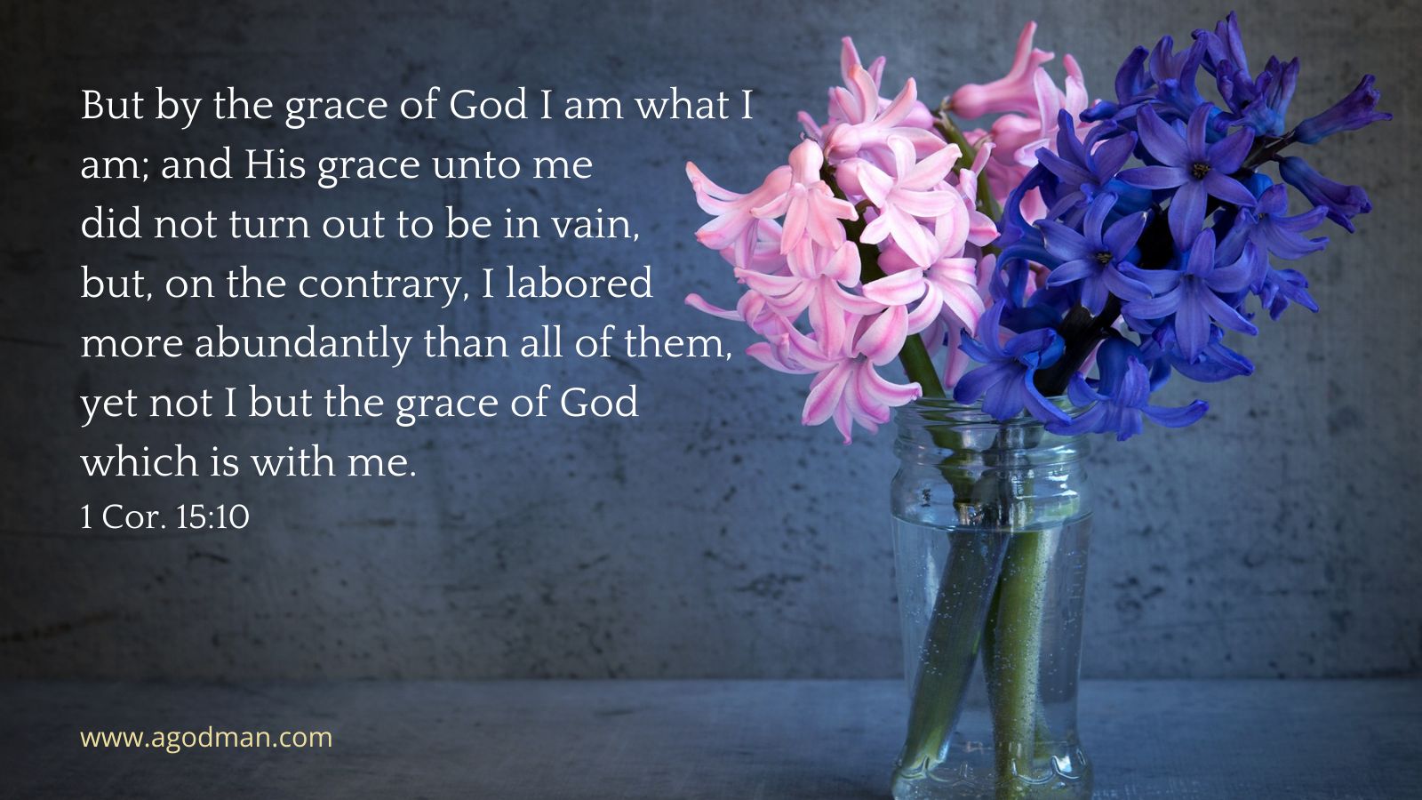 But by the grace of God I am what I am; and His grace unto me did not turn out to be in vain, but, on the contrary, I labored more abundantly than all of them, yet not I but the grace of God which is with me. 1 Cor. 15:10