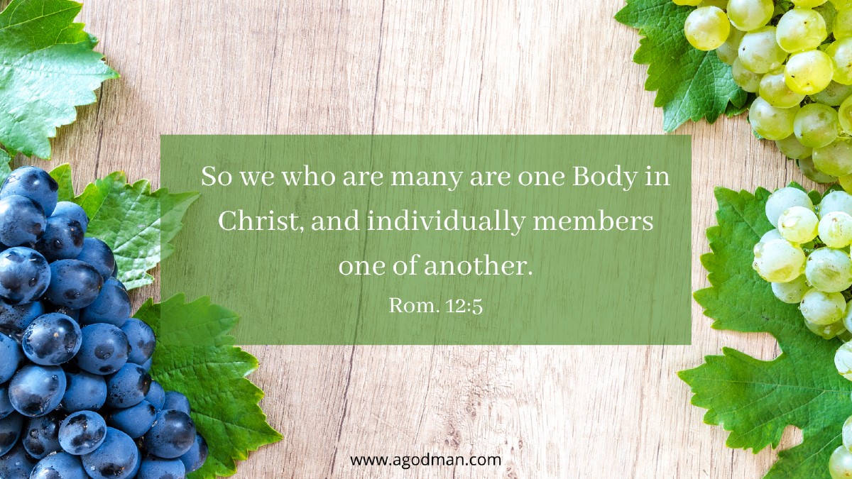 So we who are many are one Body in Christ, and individually members one of another. Rom. 12:5