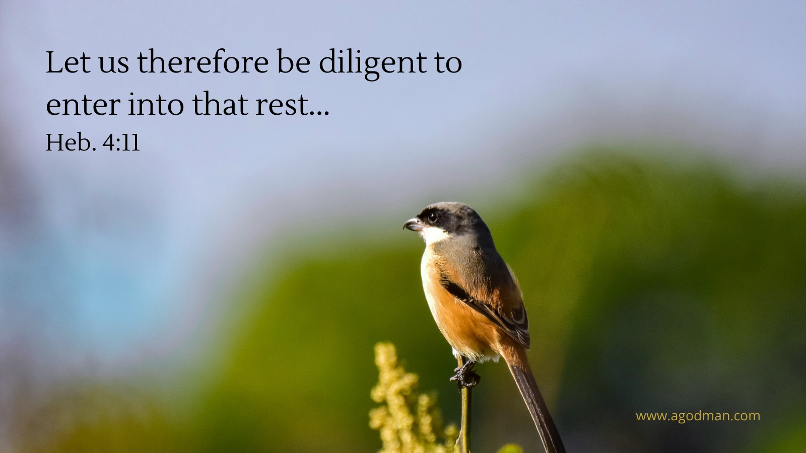 Let us therefore be diligent to enter into that rest... Heb. 4:11