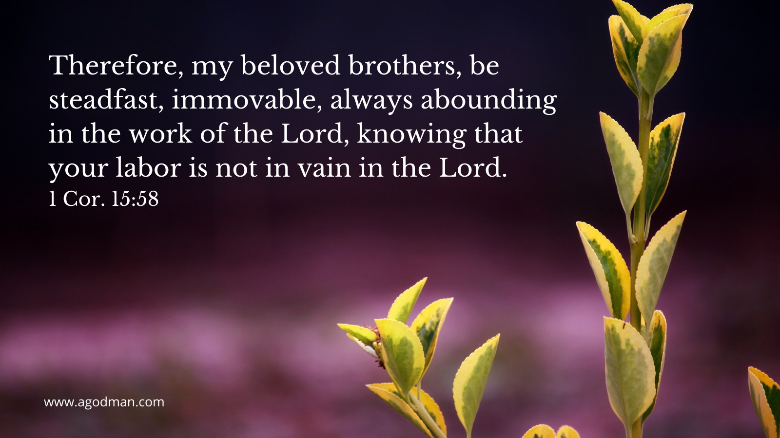 Therefore, my beloved brothers, be steadfast, immovable, always abounding in the work of the Lord, knowing that your labor is not in vain in the Lord. 1 Cor. 15:58