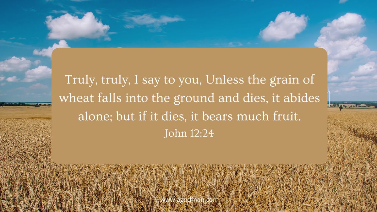Truly, truly, I say to you, Unless the grain of wheat falls into the ground and dies, it abides alone; but if it dies, it bears much fruit. John 12:24