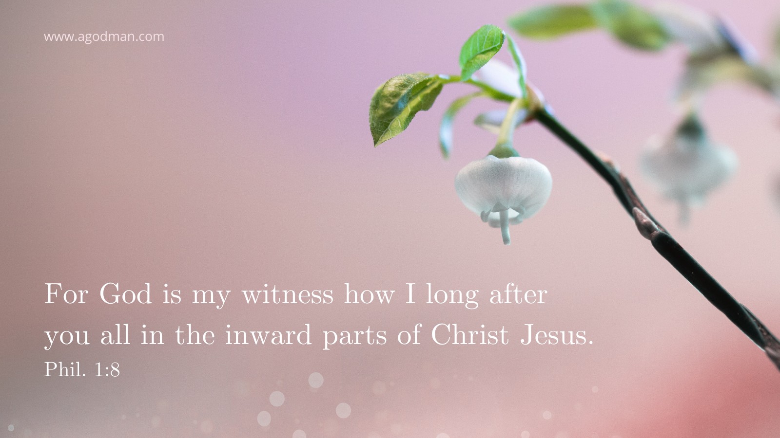 For God is my witness how I long after you all in the inward parts of Christ Jesus. Phil. 1:8