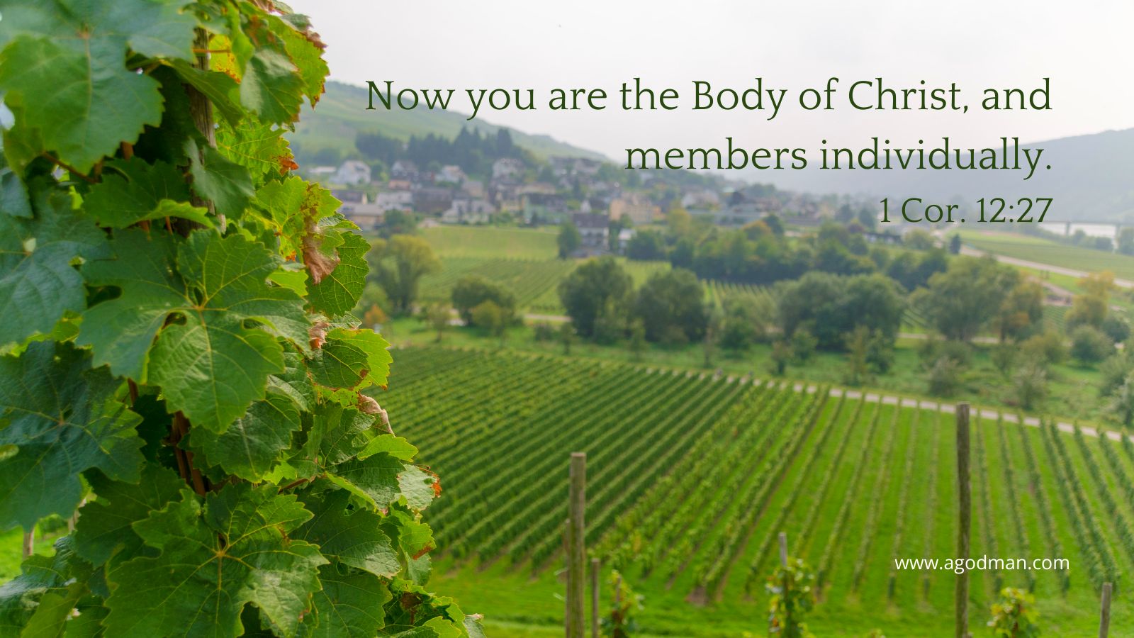 Now you are the Body of Christ, and members individually. 1 Cor. 12:27