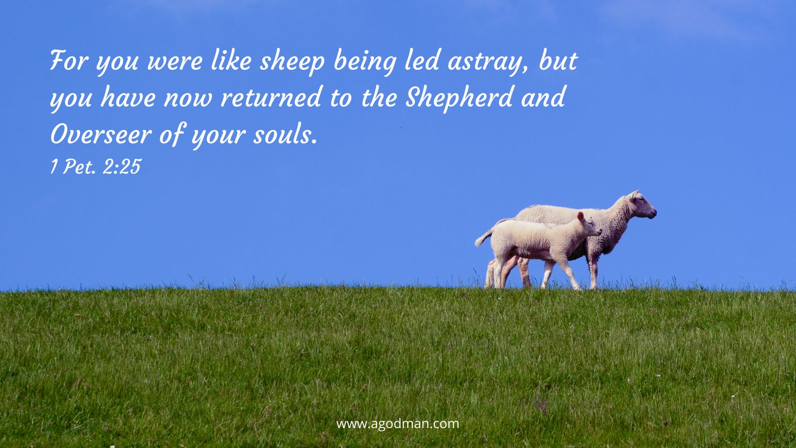 For you were like sheep being led astray, but you have now returned to the Shepherd and Overseer of your souls. 1 Pet. 2:25