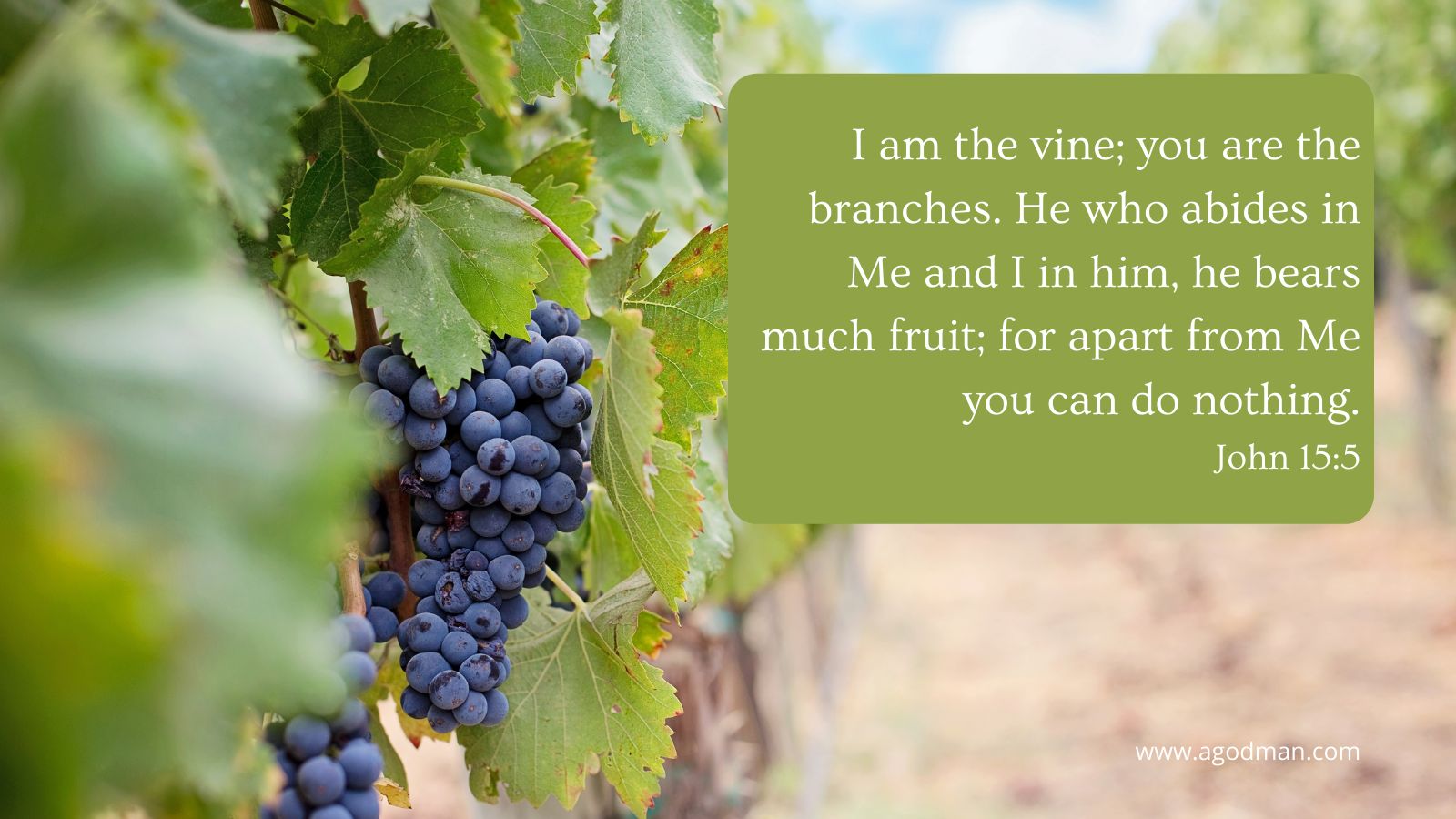 I am the vine; you are the branches. He who abides in Me and I in him, he bears much fruit; for apart from Me you can do nothing. John 15:5