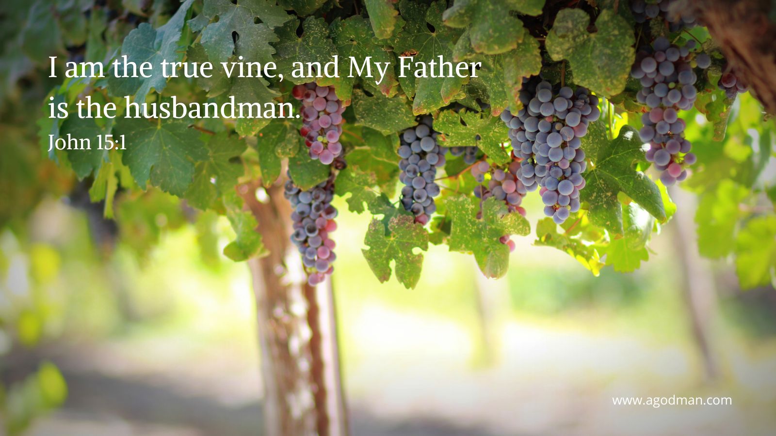 I am the true vine, and My Father is the husbandman. John 15:1