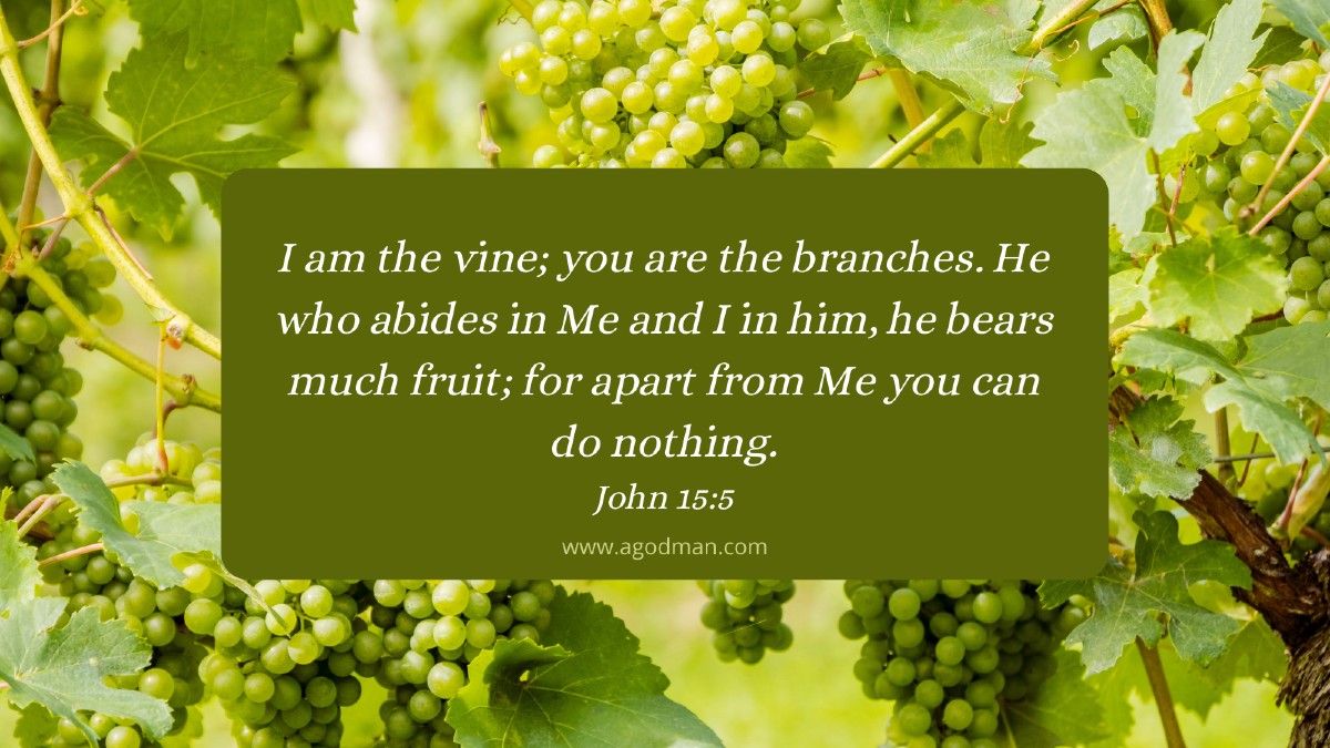 I am the vine; you are the branches. He who abides in Me and I in him, he bears much fruit; for apart from Me you can do nothing. John 15:5
