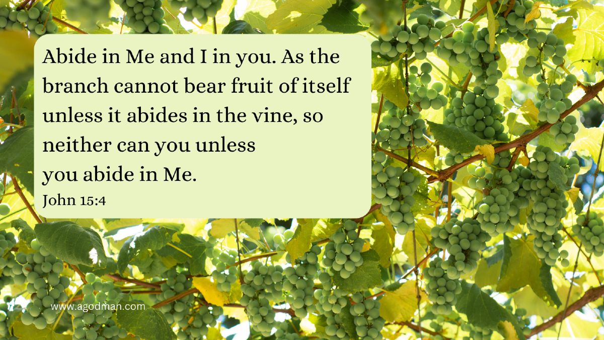 Abide in Me and I in you. As the branch cannot bear fruit of itself unless it abides in the vine, so neither can you unless you abide in Me. John 15:4