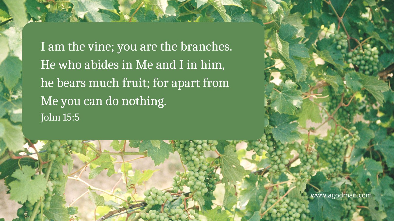 I am the vine; you are the branches. He who abides in Me and I in him, he bears much fruit; for apart from Me you can do nothing. John 15:5