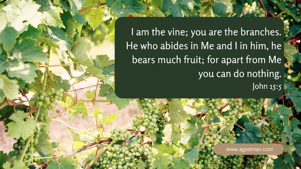 I am the vine; you are the branches. He who abides in Me and I in him, he bears much fruit; for apart from Me you can do nothing. John 15:5