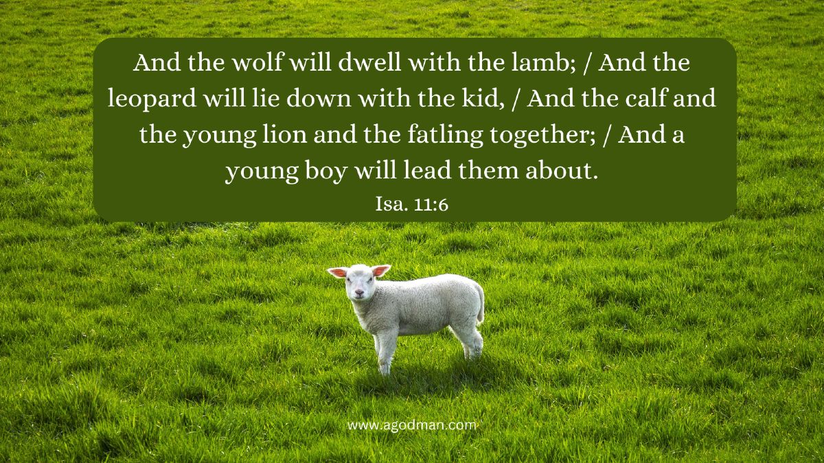 And the wolf will dwell with the lamb; / And the leopard will lie down with the kid, / And the calf and the young lion and the fatling together; / And a young boy will lead them about. Isa. 11:6