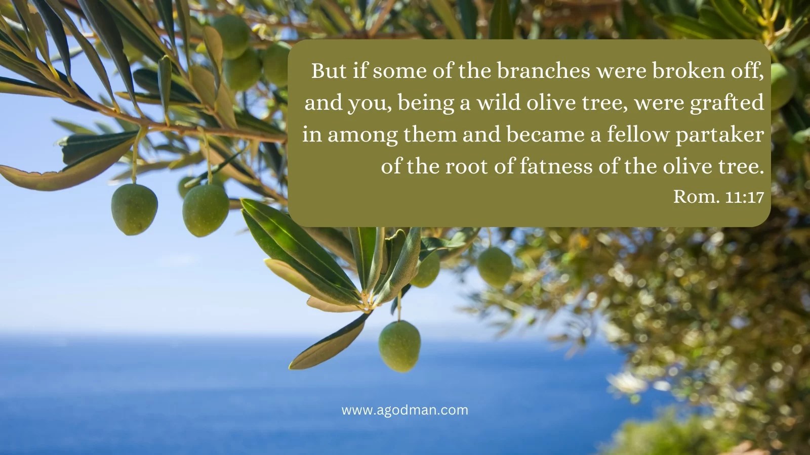 But if some of the branches were broken off, and you, being a wild olive tree, were grafted in among them and became a fellow partaker of the root of fatness of the olive tree. Rom. 11:17
