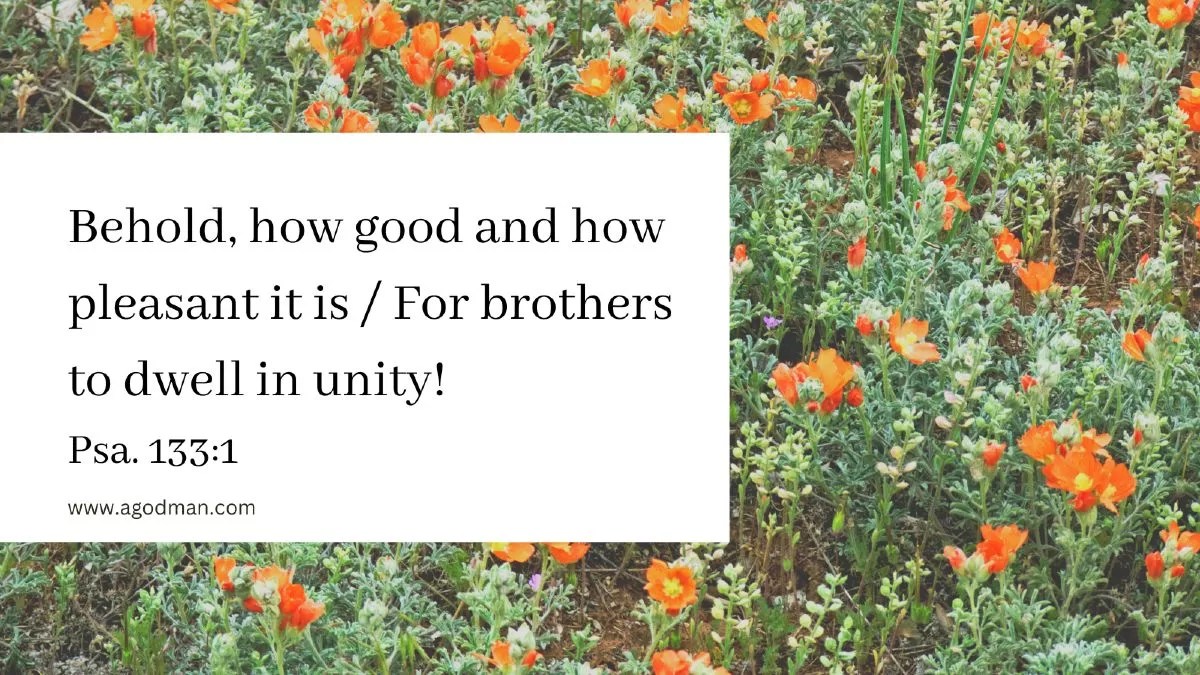 Behold, how good and how pleasant it is / For brothers to dwell in unity! Psa. 133:1