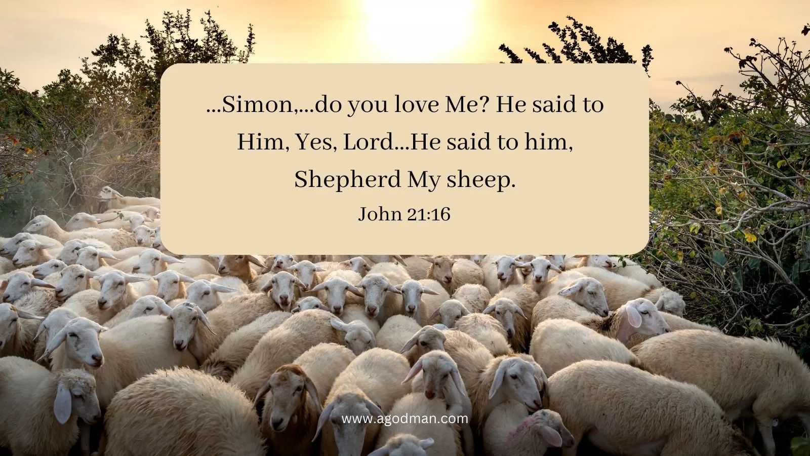 ...Simon,...do you love Me? He said to Him, Yes, Lord...He said to him, Shepherd My sheep. John 21:16