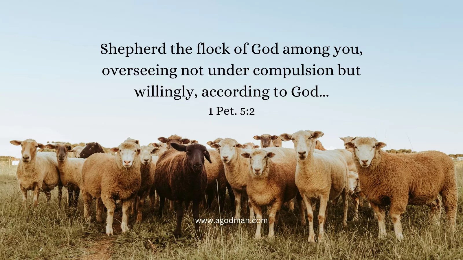 Shepherd the flock of God among you, overseeing not under compulsion but willingly, according to God... 1 Pet. 5:2