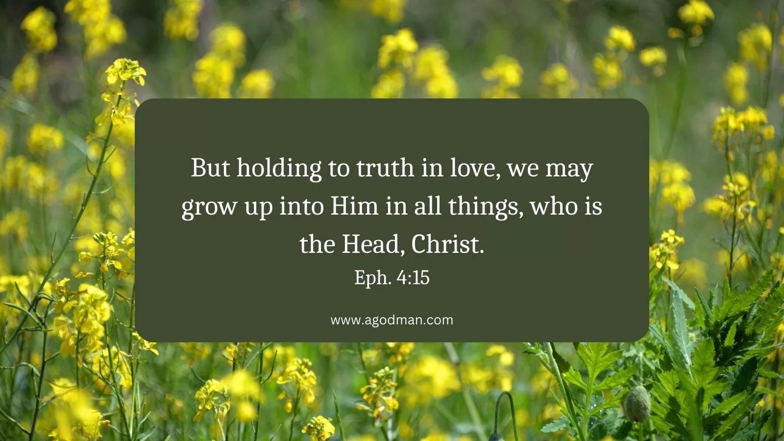 But holding to truth in love, we may grow up into Him in all things, who is the Head, Christ. Eph. 4:15