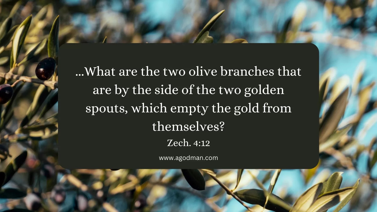 ...What are the two olive branches that are by the side of the two golden spouts, which empty the gold from themselves? Zech. 4:12