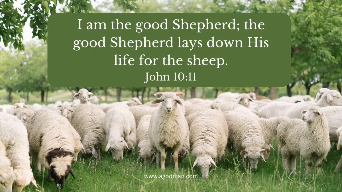 I am the good Shepherd; the good Shepherd lays down His life for the sheep. John 10:11