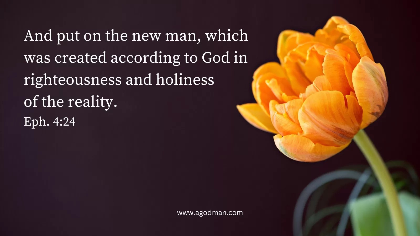 And put on the new man, which was created according to God in righteousness and holiness of the reality. Eph. 4:24