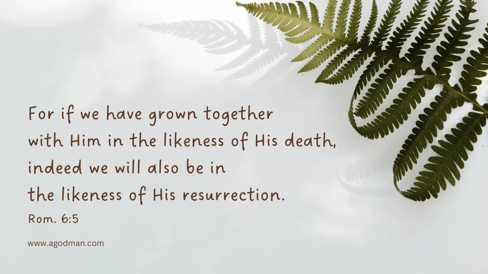 For if we have grown together with Him in the likeness of His death, indeed we will also be in the likeness of His resurrection. Rom. 6:5
