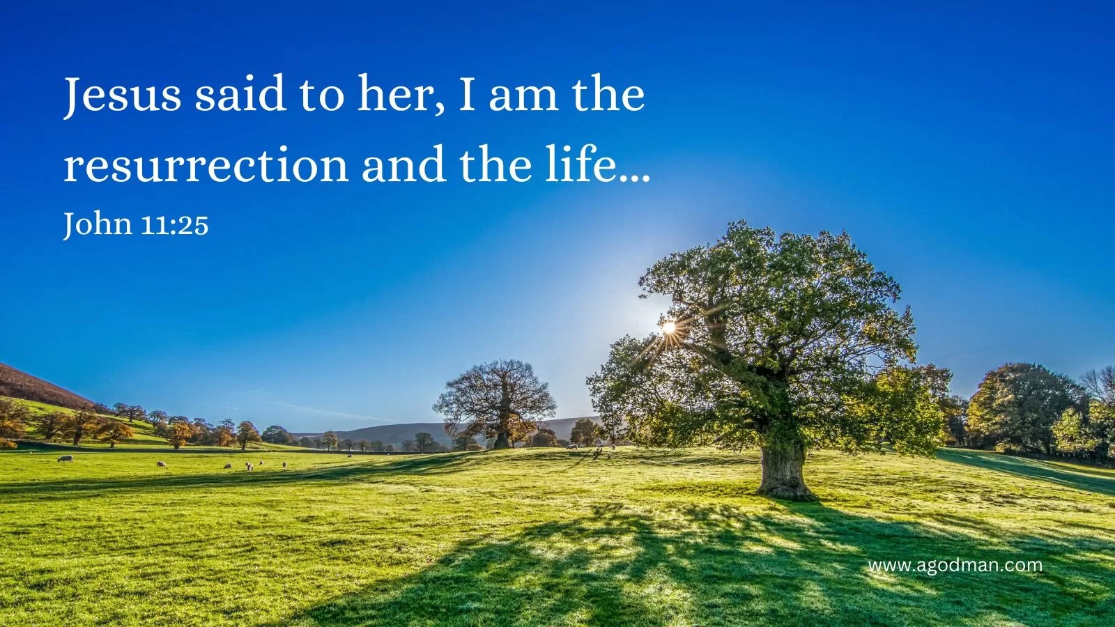 Jesus said to her, I am the resurrection and the life... John 11:25