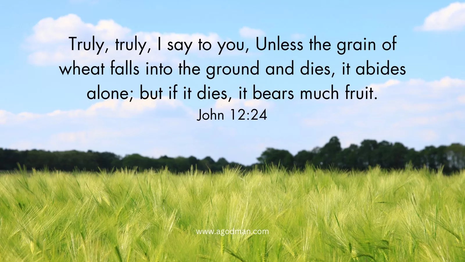 Truly, truly, I say to you, Unless the grain of wheat falls into the ground and dies, it abides alone; but if it dies, it bears much fruit. John 12:24