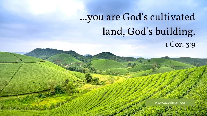 ...you are God's cultivated land, God's building. 1 Cor. 3:9