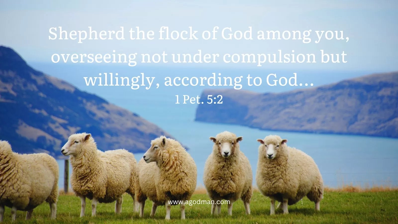 Shepherd the flock of God among you, overseeing not under compulsion but willingly, according to God...1 Pet. 5:2