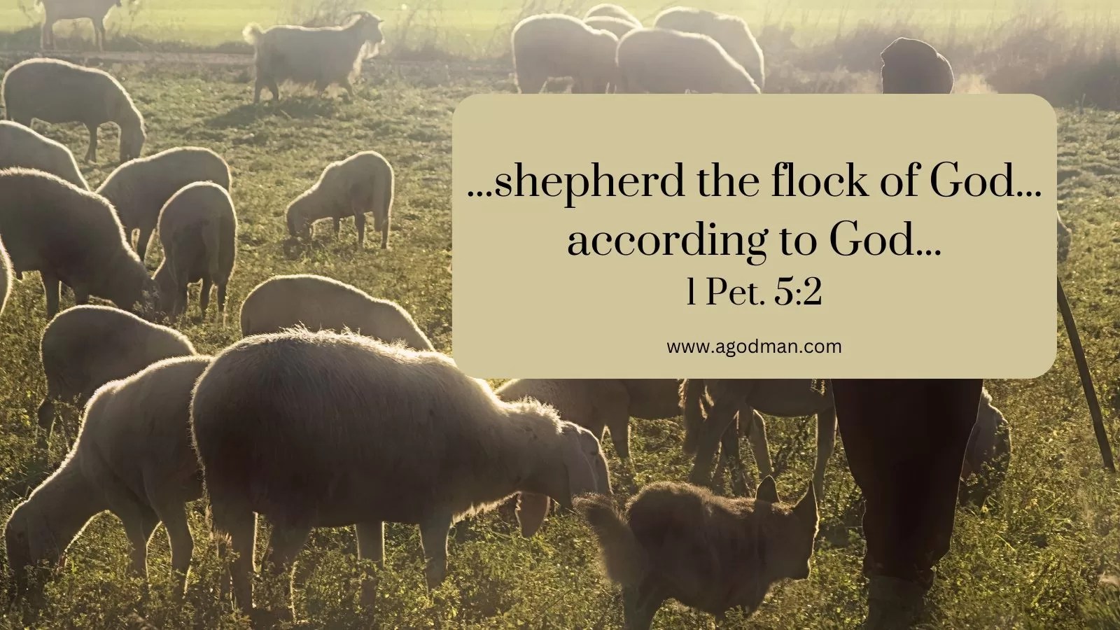 ...shepherd the flock of God...according to God... 1 Pet. 5:2
