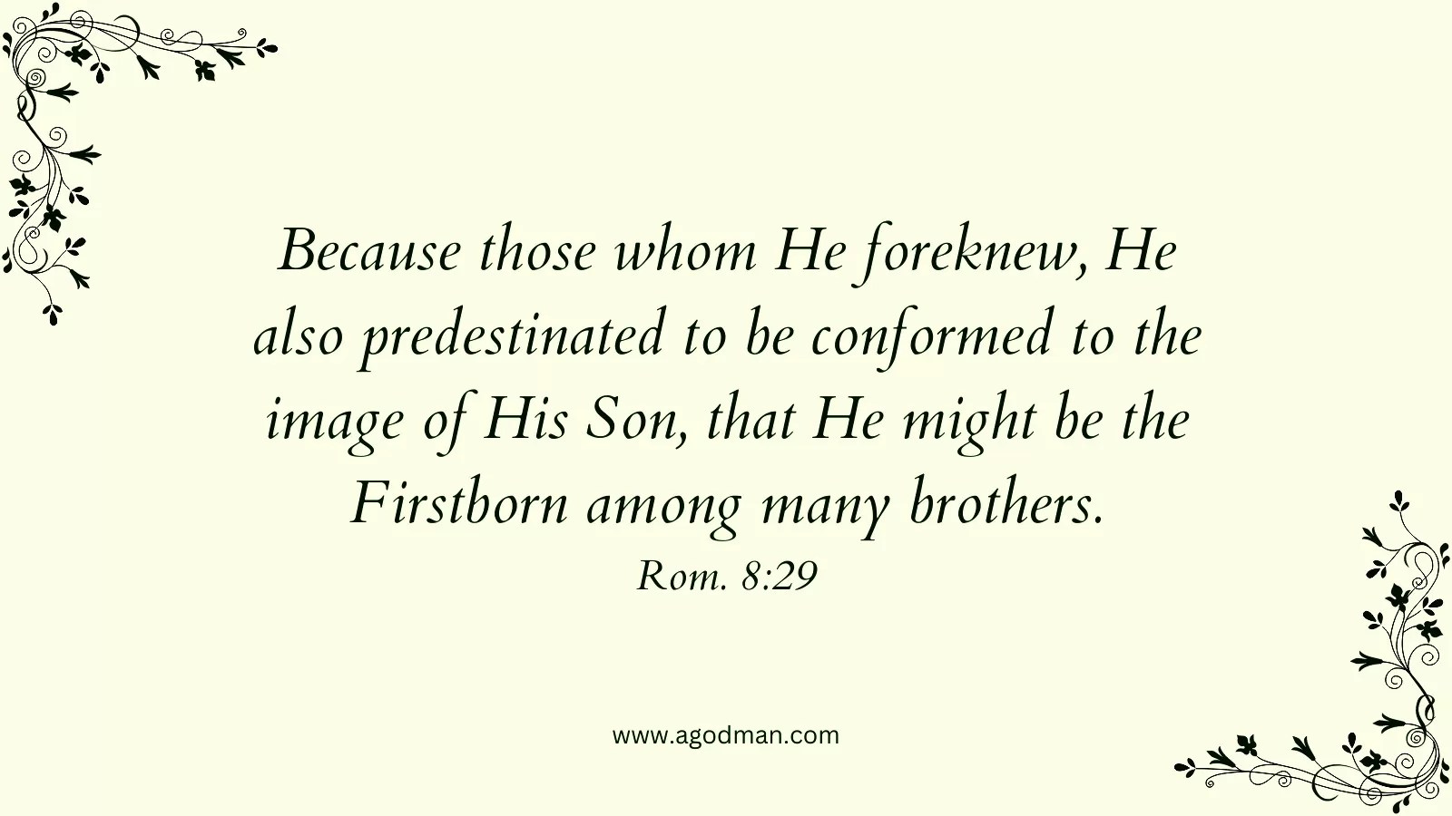 Because those whom He foreknew, He also predestinated to be conformed to the image of His Son, that He might be the Firstborn among many brothers. Rom. 8:29