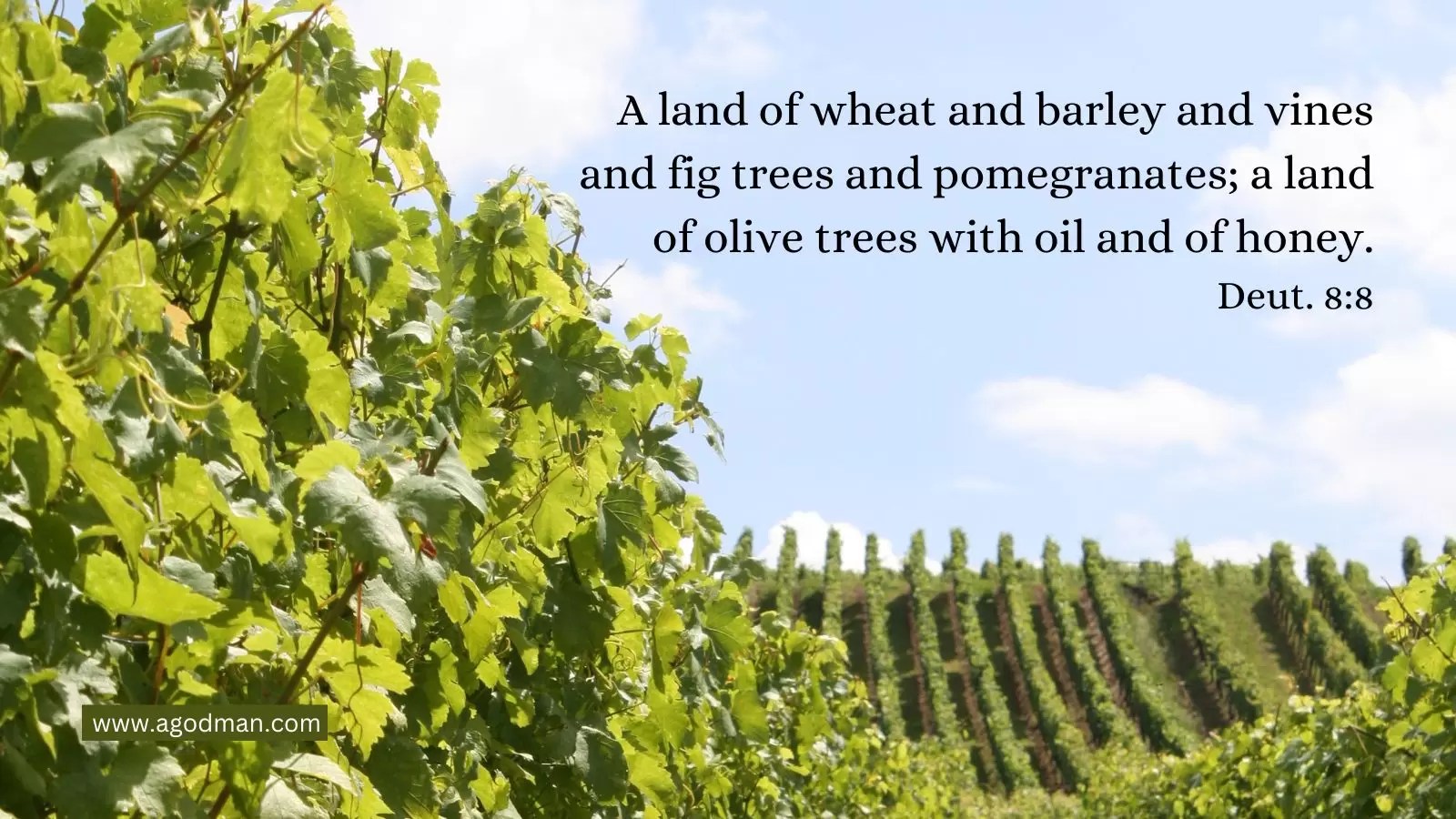 A land of wheat and barley and vines and fig trees and pomegranates; a land of olive trees with oil and of honey. Deut. 8:8