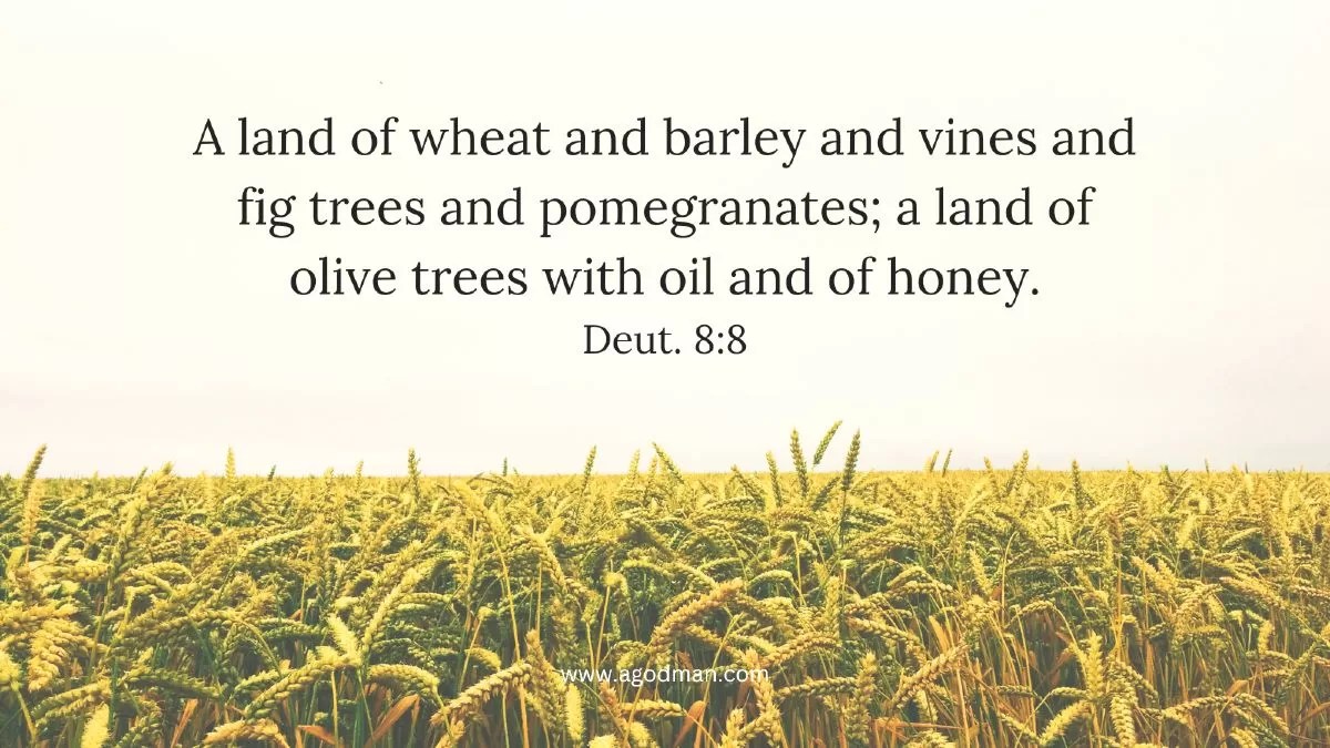 A land of wheat and barley and vines and fig trees and pomegranates; a land of olive trees with oil and of honey. Deut. 8:8