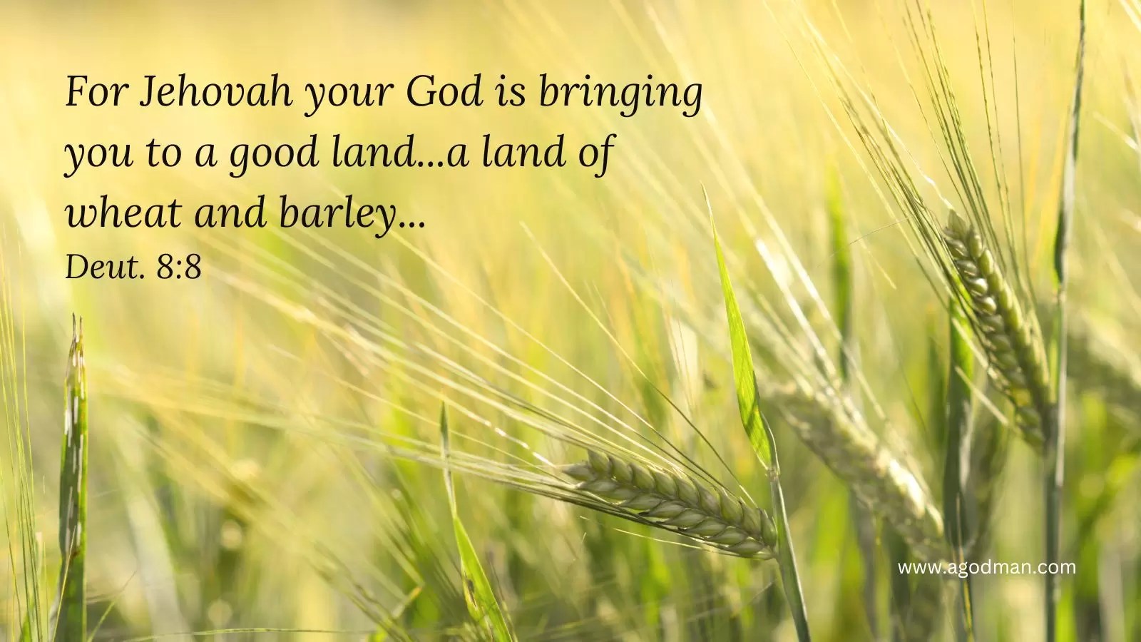 For Jehovah your God is bringing you to a good land...a land of wheat and barley...Deut. 8:8