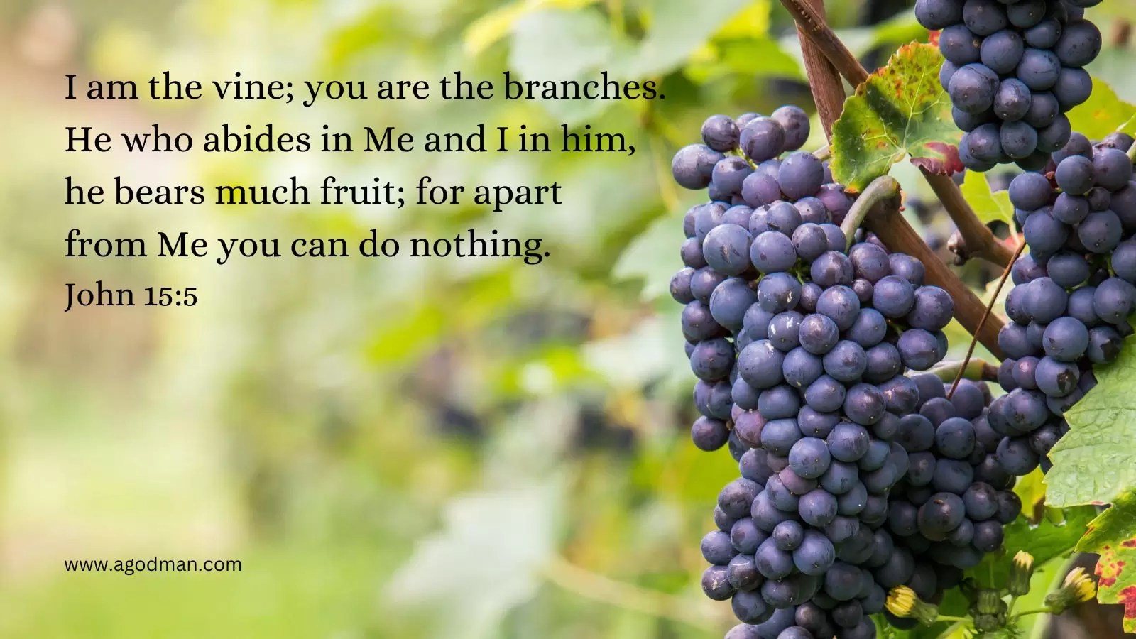 I am the vine; you are the branches. He who abides in Me and I in him, he bears much fruit; for apart from Me you can do nothing. John 15:5