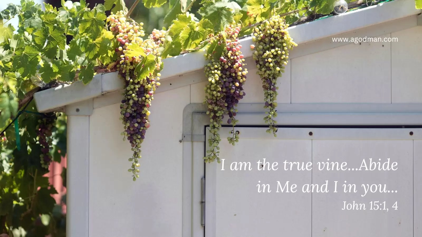I am the true vine...Abide in Me and I in you...John 15:1, 4