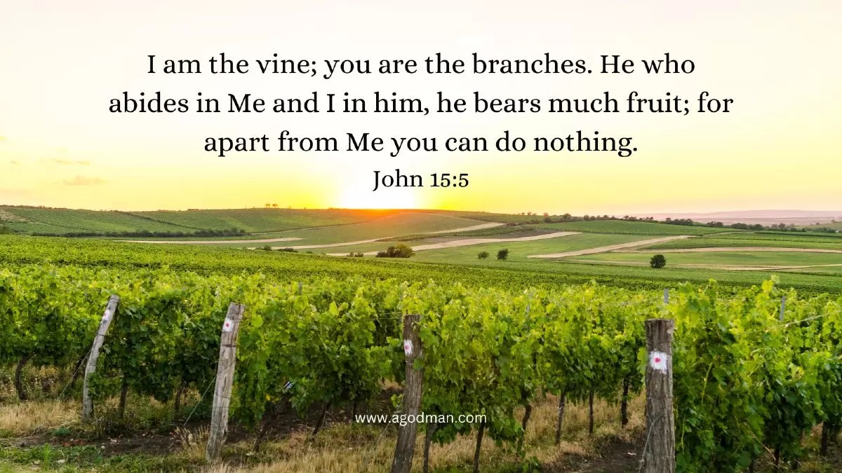 I am the vine; you are the branches. He who abides in Me and I in him, he bears much fruit; for apart from Me you can do nothing. John 15:5