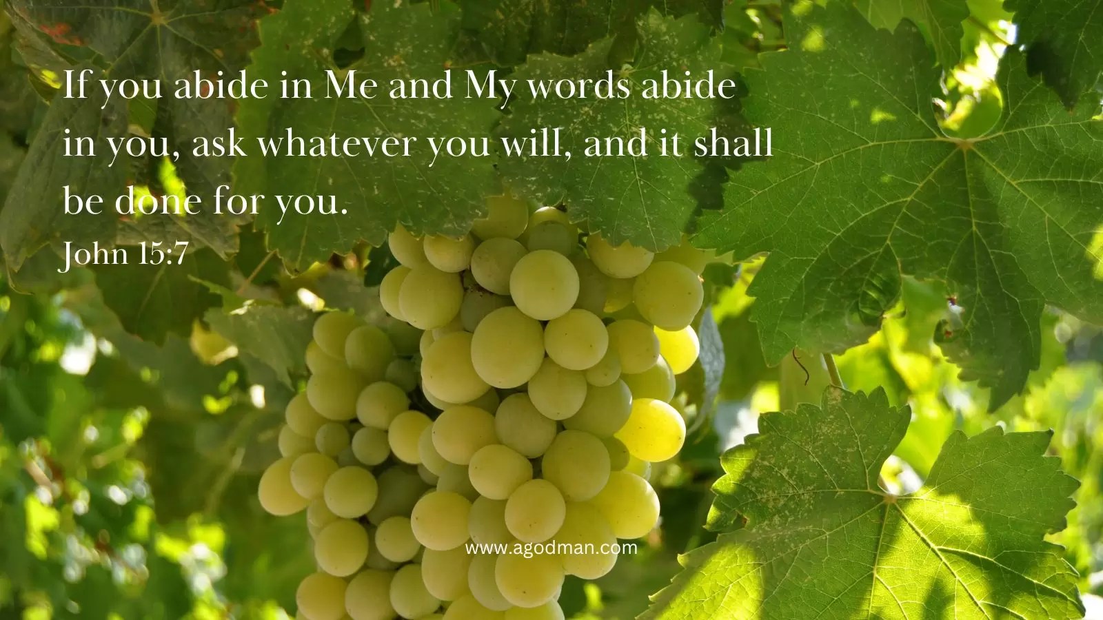 If you abide in Me and My words abide in you, ask whatever you will, and it shall be done for you. John 15:7