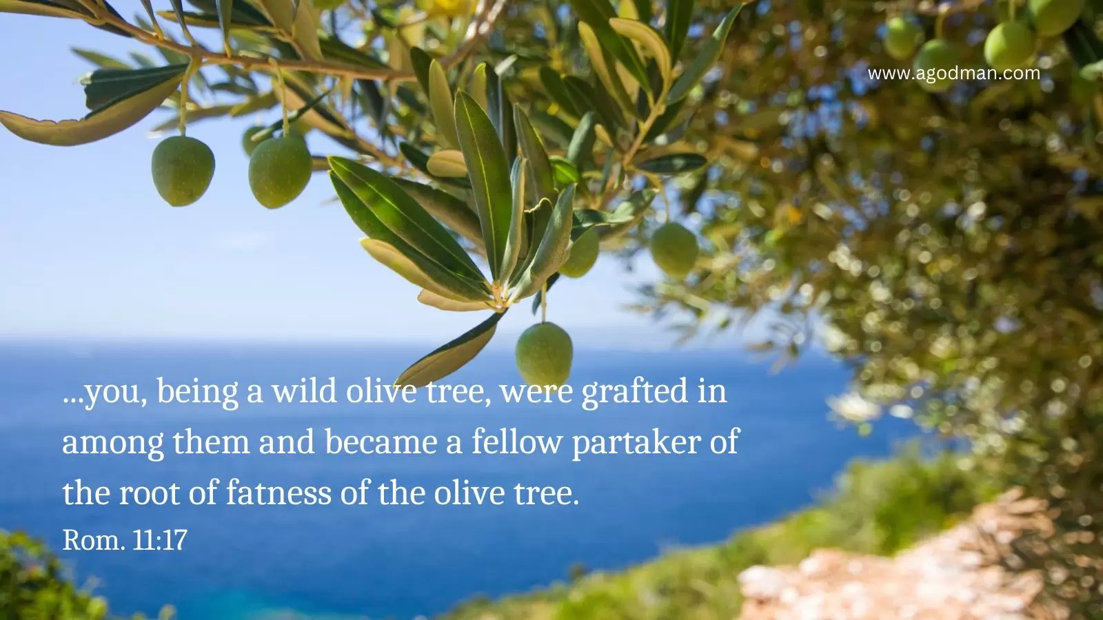 ...you, being a wild olive tree, were grafted in among them and became a fellow partaker of the root of fatness of the olive tree. Rom. 11:17