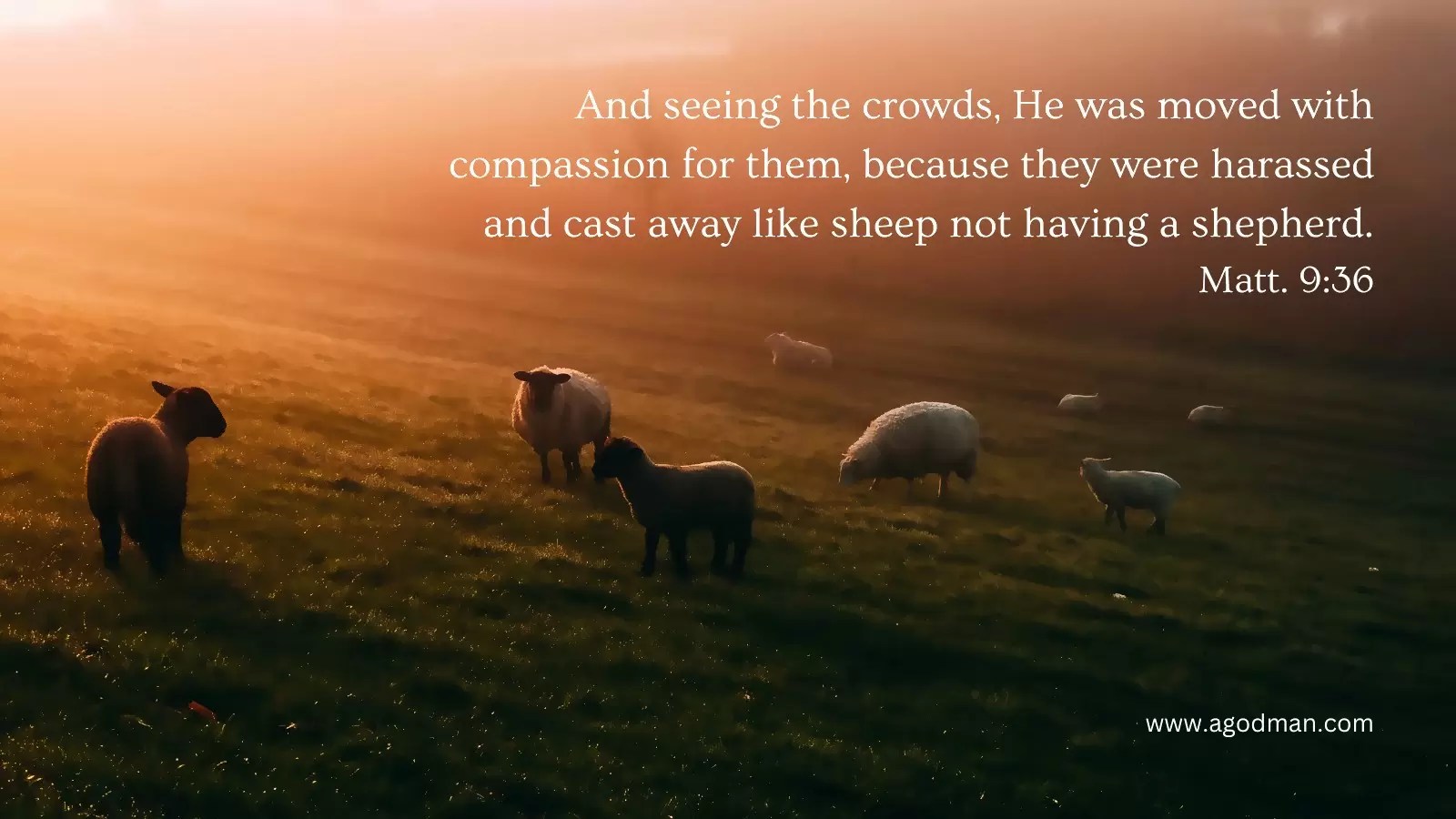 And seeing the crowds, He was moved with compassion for them, because they were harassed and cast away like sheep not having a shepherd. Matt. 9:36