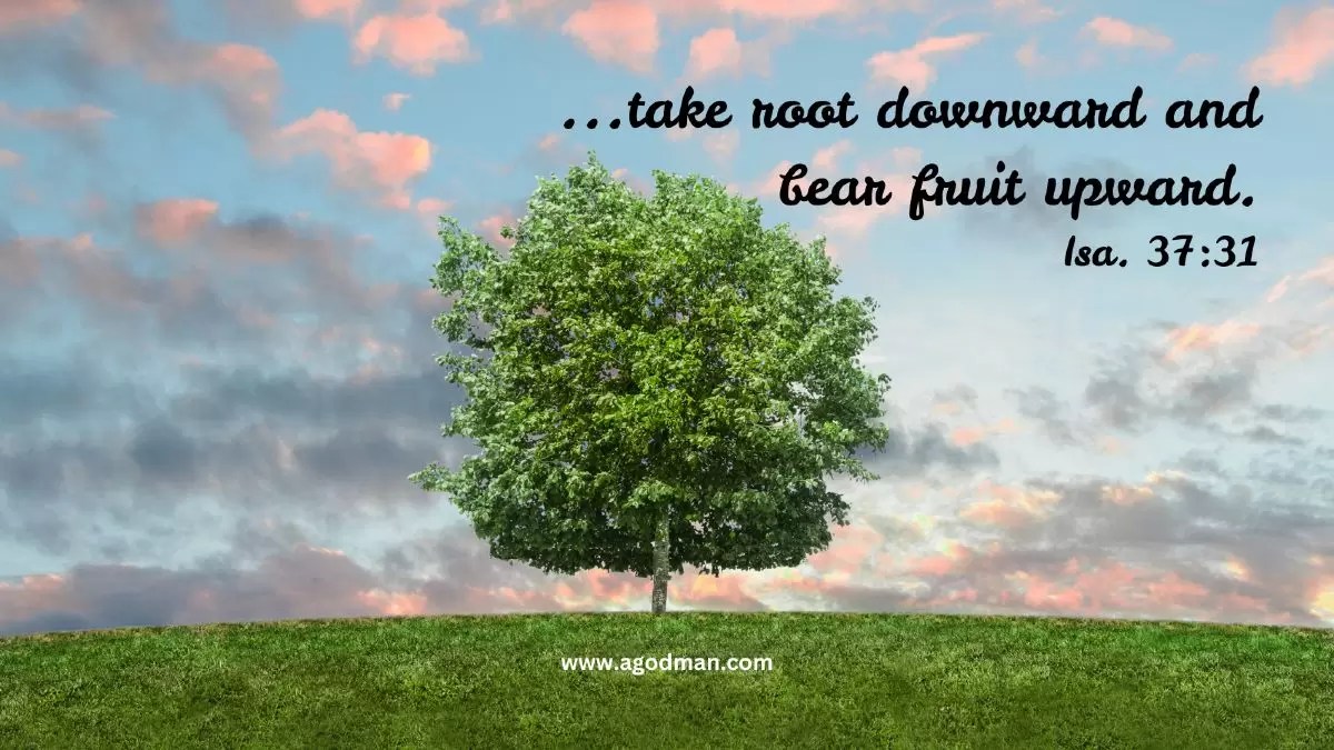...take root downward and bear fruit upward. Isa. 37:31