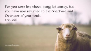 For you were like sheep being led astray, but you have now returned to the Shepherd and Overseer of your souls. 1 Pet. 2:25