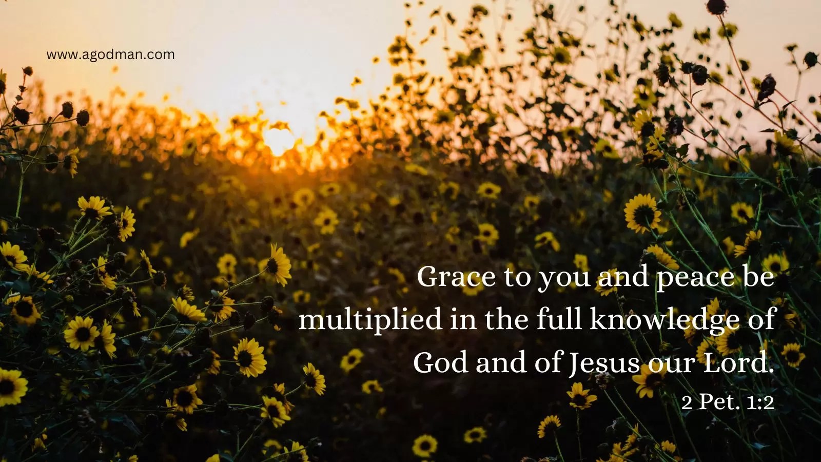 Grace to you and peace be multiplied in the full knowledge of God and of Jesus our Lord. 2 Pet. 1:2