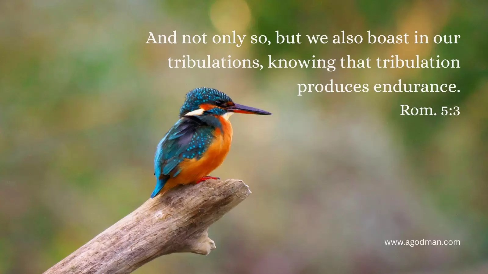 And not only so, but we also boast in our tribulations, knowing that tribulation produces endurance. Rom. 5:3