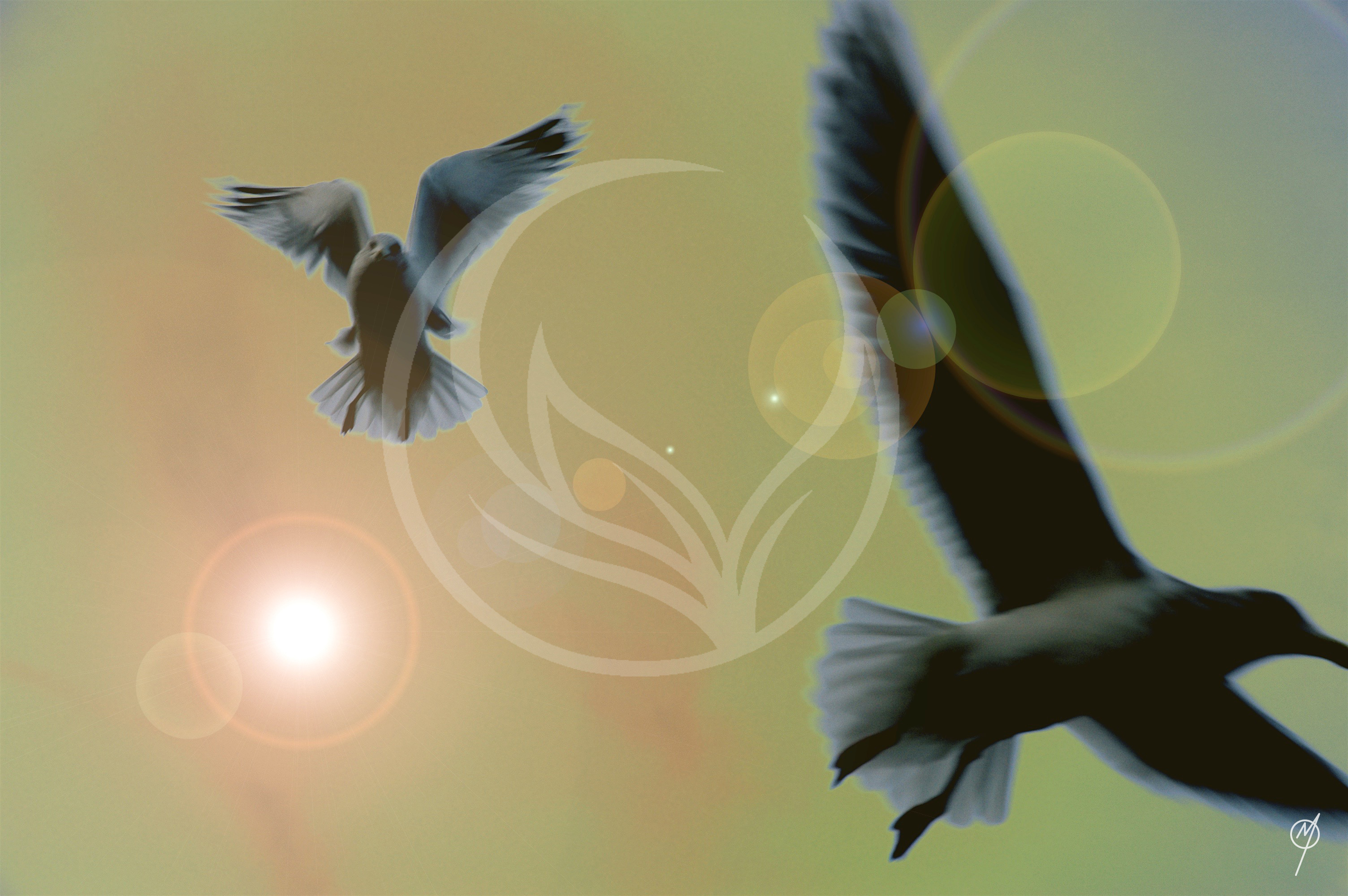 Dawn's Flight (photo)