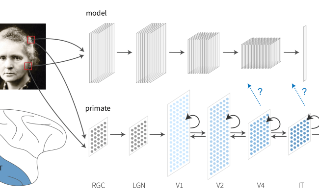 Welcome — Introduction To Brain Decodin In FMRI