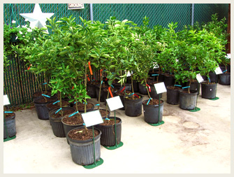 Australian Finger Lime Tree Finger Lime Tree Care Lime Tree